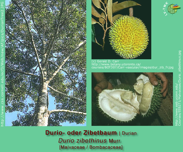 Durio zibethinus Murr. (Durio- oder Zibetbaum / Durian)