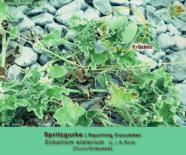 Ecballium elaterium (L.) A.Rich.