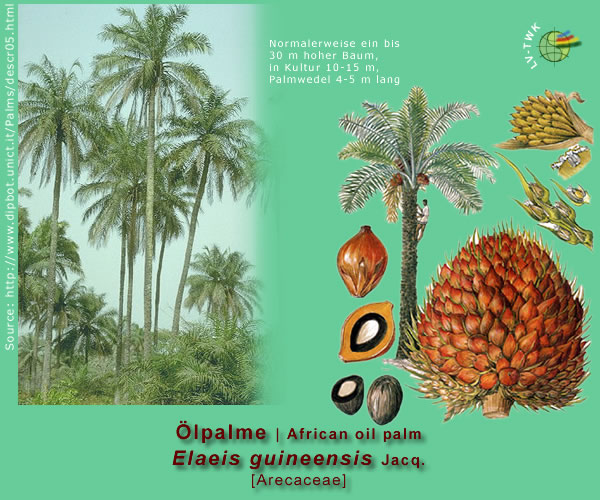 Elaeis guineensis Jacq. (&Ouml;lpalme / African oil palm)