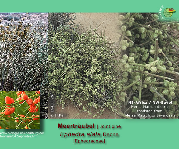 Ephedra alata Decne (Meertr&auml;ubel / Joint pine)