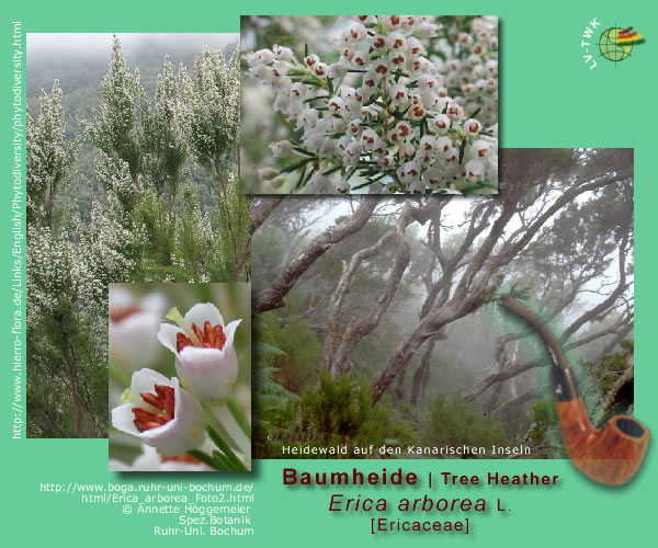 Erica arborea L. (Baumheide / Tree Heather)