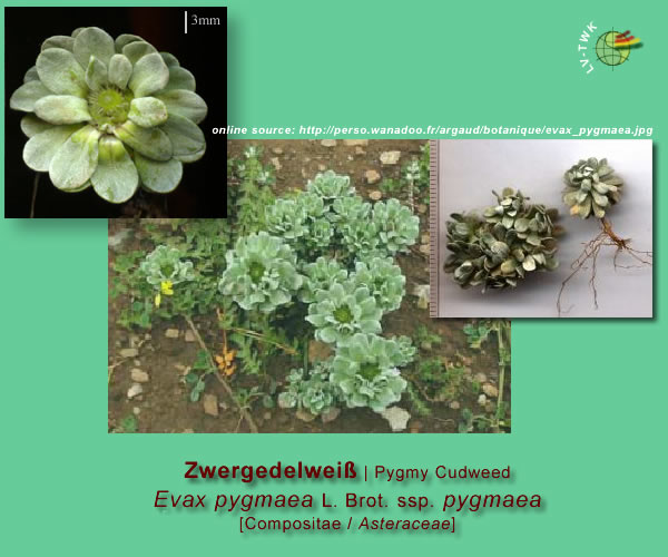 Evax pygmaea ssp. pygmaea (L.) Brot.  (Zwergedelweiss / Pygmy Cudweed)