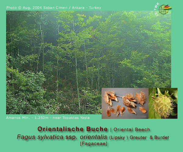 Fagus sylvatica ssp. orientalis (Lipsky) Greuter & Burdet 
