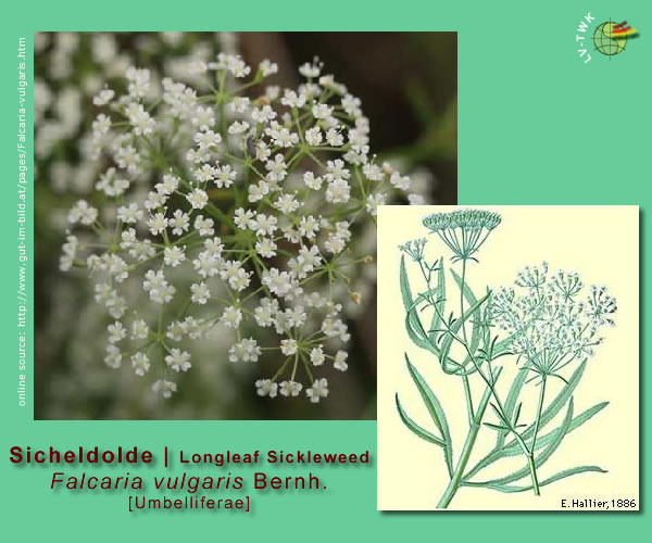 Falcaria vulgaris Bernh. (Sicheldolde - Longleaf Sickleweed)