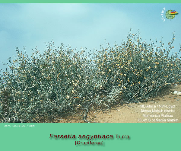 Farsetia aegyptiaca Turra