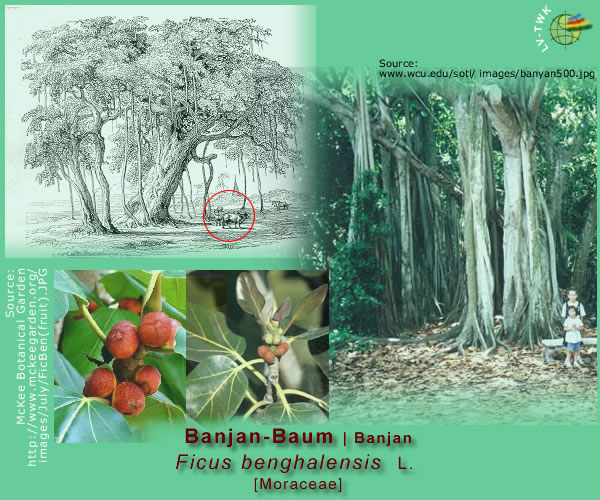 Ficus benghalensis L. (Banjan Baum)
