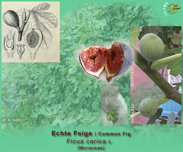 Ficus carica L. (Echte Feige / Common Fig)