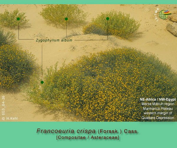 Francoeuria crispa (Forssk.) Cass.