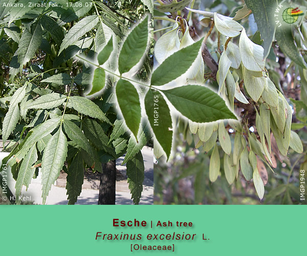 Fraxinus excelsior L. (Gemeine Esche / Ash tree)