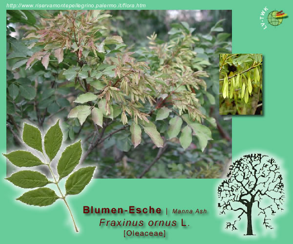 Fraxinus ornus L. (Blumen-Esche / Manna Ash)