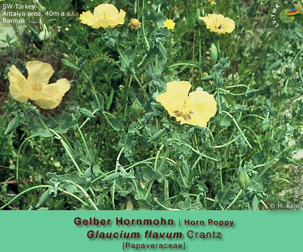 Glaucium flavum Crantz [Gelber Hornmohn / Horn Poppy]