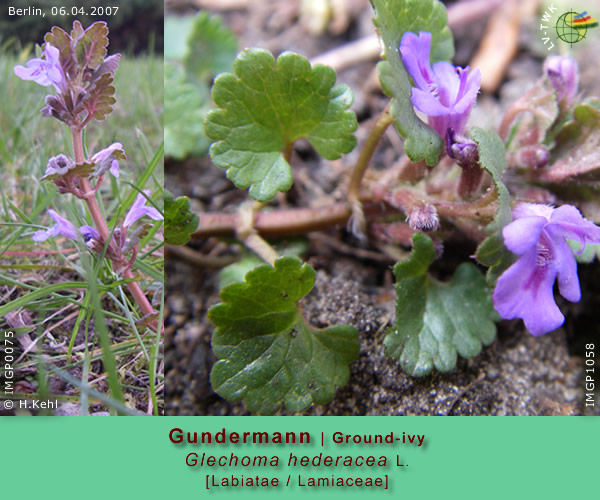 Glechoma hederacea L. (Gundermann / Ground-ivy)