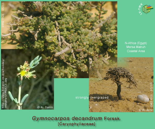 Gymnocarpus decandrum Forssk.