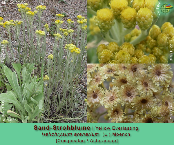 Helichrysum arenarium (L.) Moench (Sand-Strohblume / Yellow Everlasting)