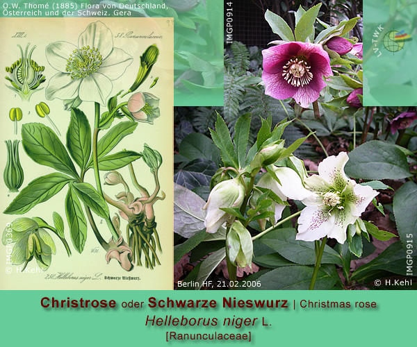 Helleborus niger L. (Christrose oder Schwarze Nieswurz / Christmas rose)