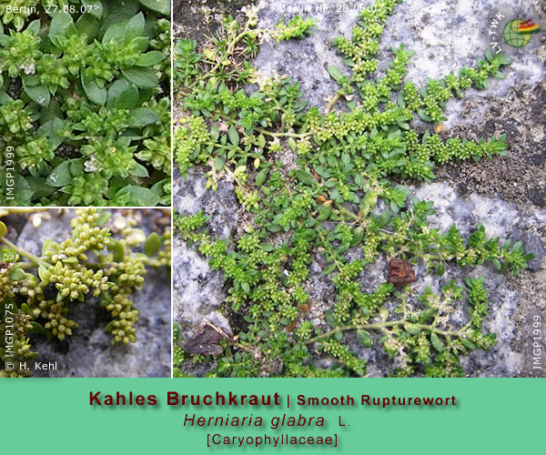 Herniaria glabra L. (Kahles Bruchkraut / Smooth Rupturewort)