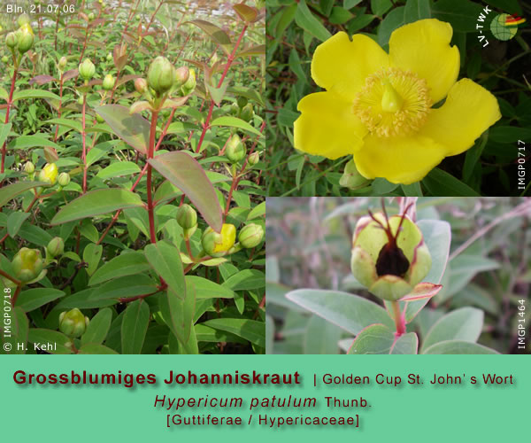 Hypericum patulum Thunb. (Grossblumiges Johanneskraut / Golden Cup St. John's Wort)