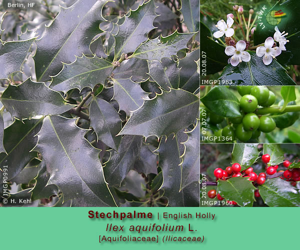 Ilex aquifolium L. (Stechpalme / English Holly)