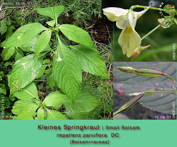 Impatiens parviflora DC. (Kleines Springkraut / Small Balsam)