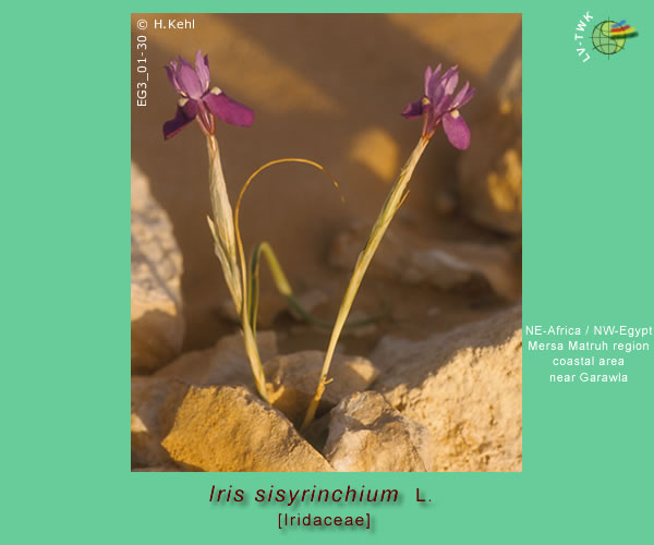 Iris sisyrinchium L. - NW-Egypt / coastal area near Mersa Matruh