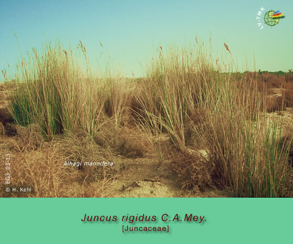 Juncus rigidus C.A.Mey.