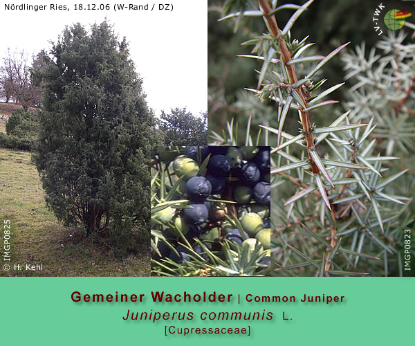 Juniperus communis L. (Gemeiner Wacholder / Common Juniper)