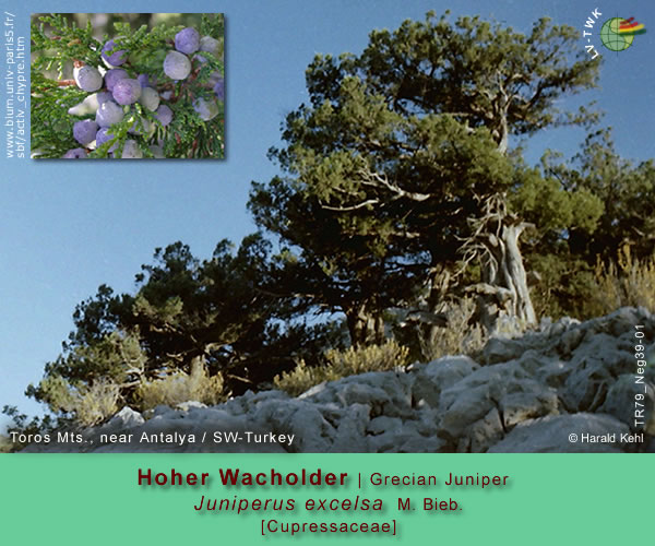 Juniperus excelsa M.Bieb. (Hoher Wacholder / Grecian Juniper)