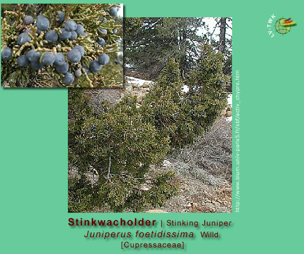 Juniperus foetidissima Willd. (Stinkwacholder / Stinking Juniper)