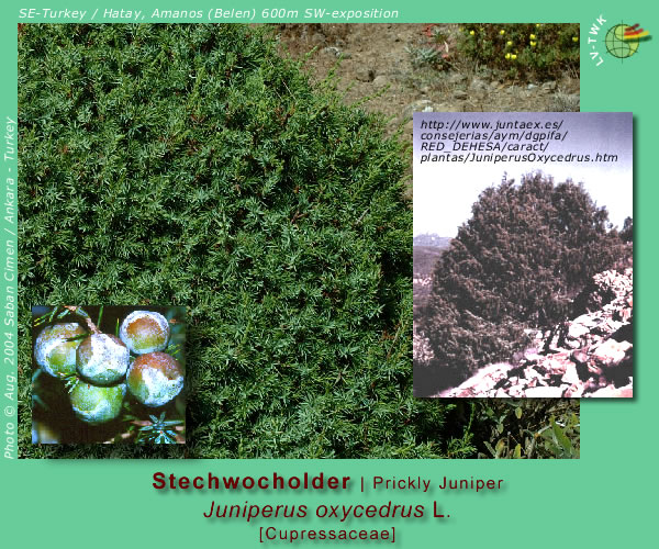 Juniperus oxycedrus L. (Stechwacholder / Prickly Juniper)