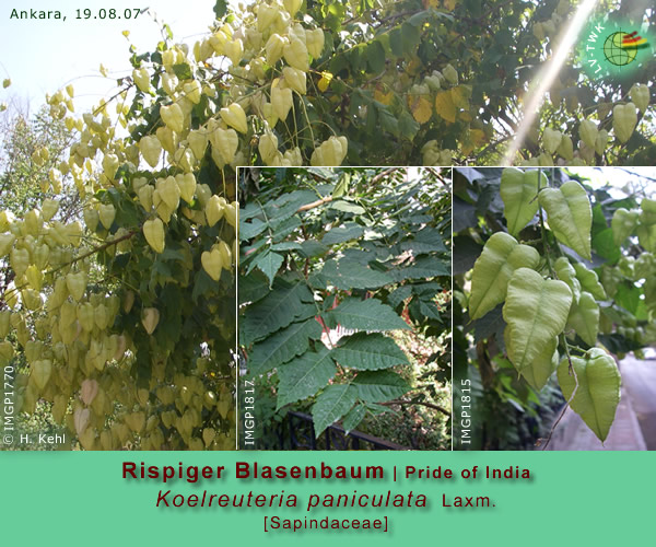 Koelreuteria paniculata Laxm. (Rispiger Blasenbaum / Pride of India)