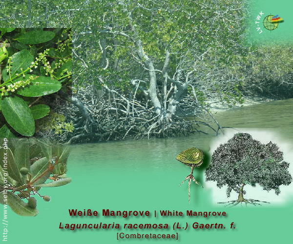 Laguncularia racemosa (L.) Gaertn.f. (Weisse Mangrove / White Mangrove)