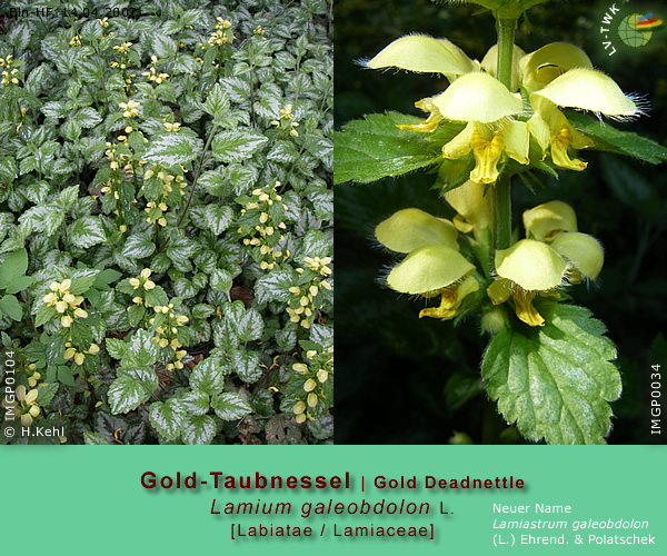 Lamium galeobdolon L. (Gold-Taubnessel / Gold Deadnettle)