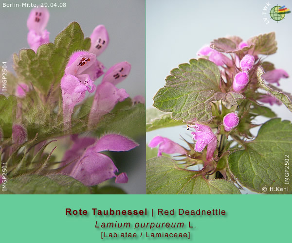 Lamium purpureum L. (Rote Taubnessel / Red Deadnettle)