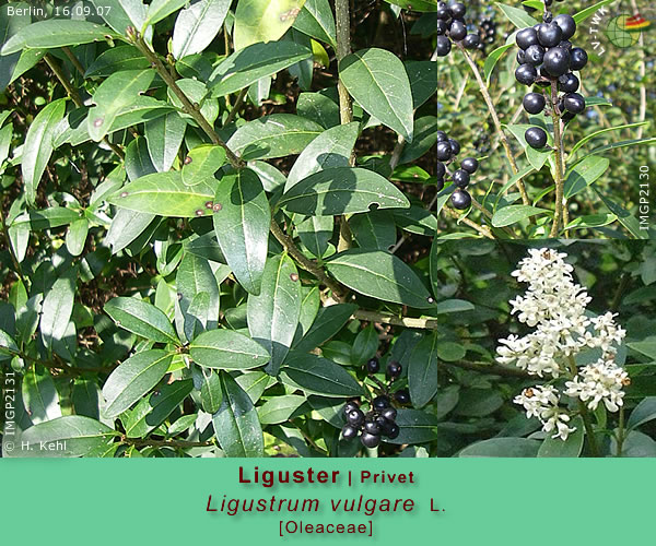Ligustrum vulgare L. (Liguster / Privet)