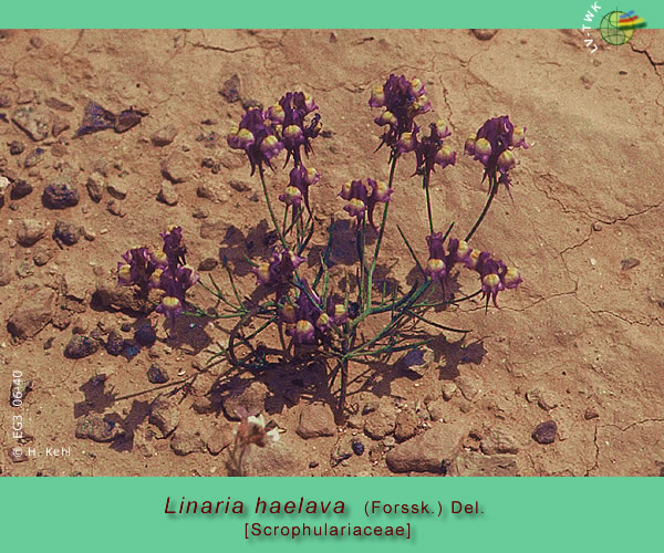 Linaria haelava (Forssk.) Del.