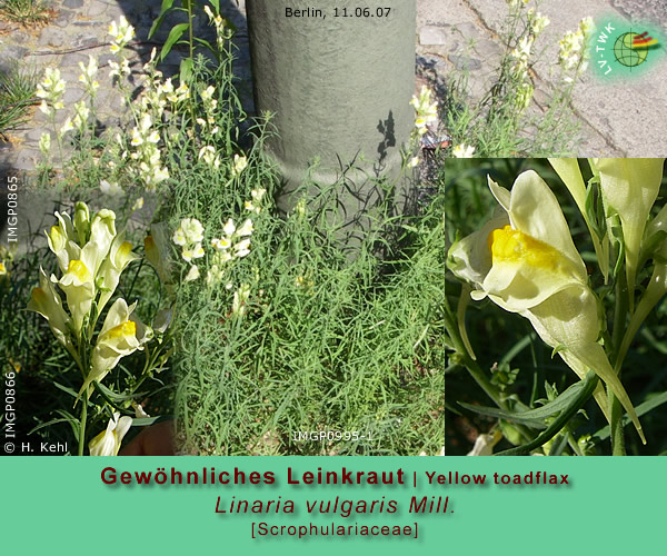 Linaria vulgaris Mill. (Gewöhnliches Leinkraut / Yellow toadflax)