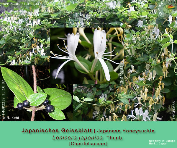 Lonicera japonica Thunb. (Japanisches Geissblatt / Japanese Honeysuckle)