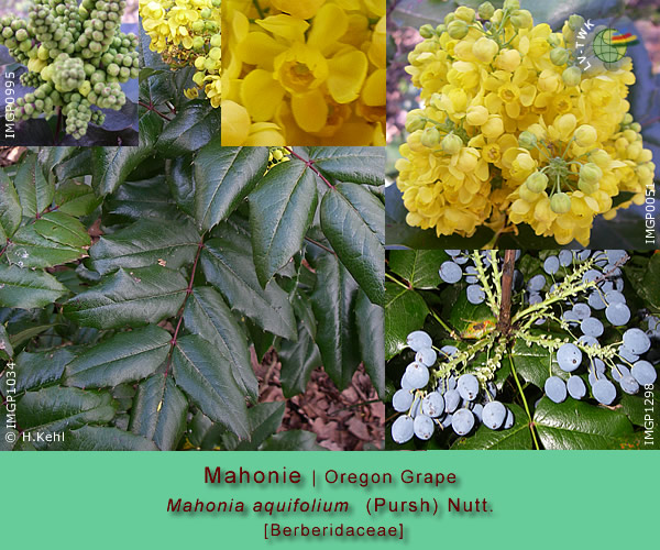 Mahonia aquifolium (Pursh) Nutt. (Mahonie / Oregon Grape)