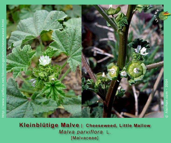 Malva parviflora L. (Kleinblütige Malve / Cheeseweed - Little Mallow)