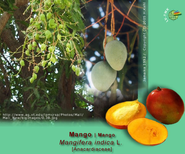 Mangifera indica L. (Mango)