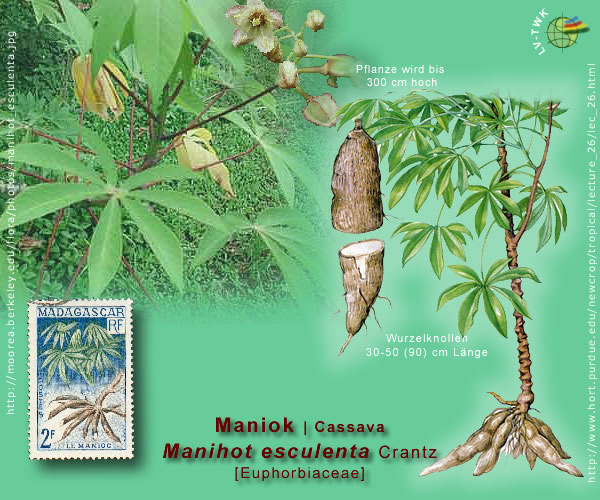 Manihot esculenta Crantz (Maniok / Cassava)