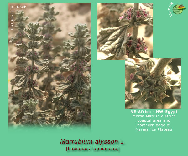 Marrubium alysson L.