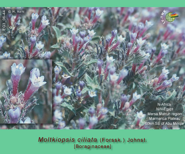 Moltkiopsis ciliata (Forssk.) Johnst.