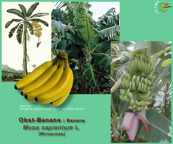 Musa sapientum  L. (Obst-Banane / Banana)
