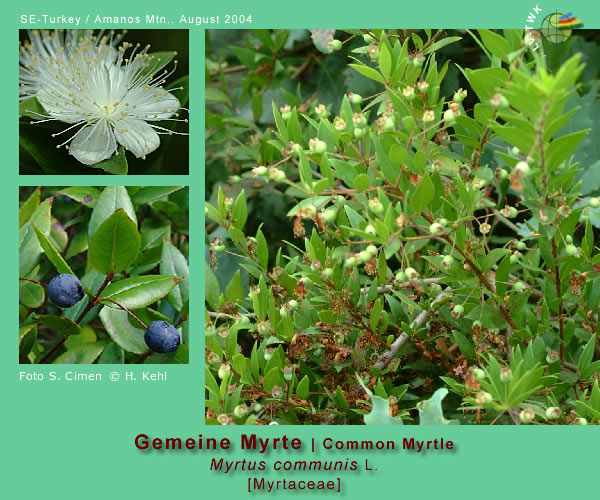 Myrtus communis L. (Myrte / Myrtle)