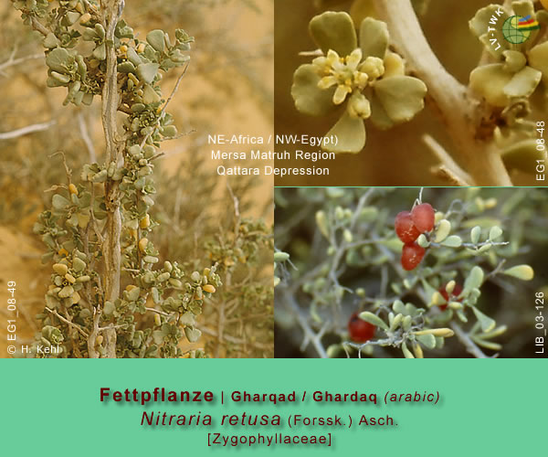 Nitraria retusa (Forssk.) Asch. / Fettpflanze (Gharqad oder Ghardaq - arabisch)