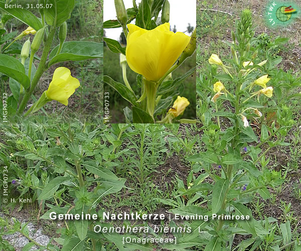 Oenothera biennis L. (Gemeine Nachtkerze / Evening Primrose)