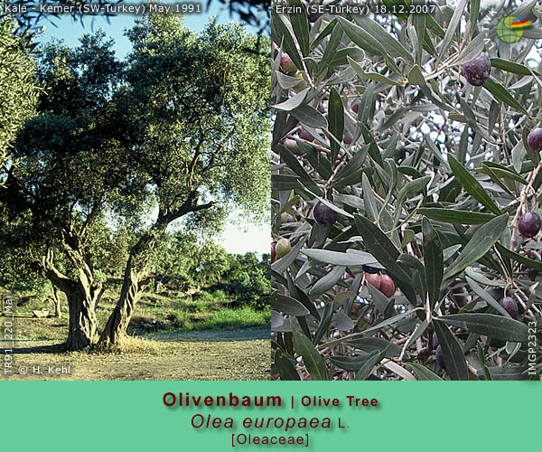 Olea europaea L. (Olivenbaum / Olive Tree)