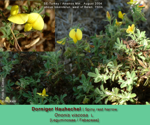 Ononis viscosa L. (Dorniger Hauhechel  / Spiny rest harrow)