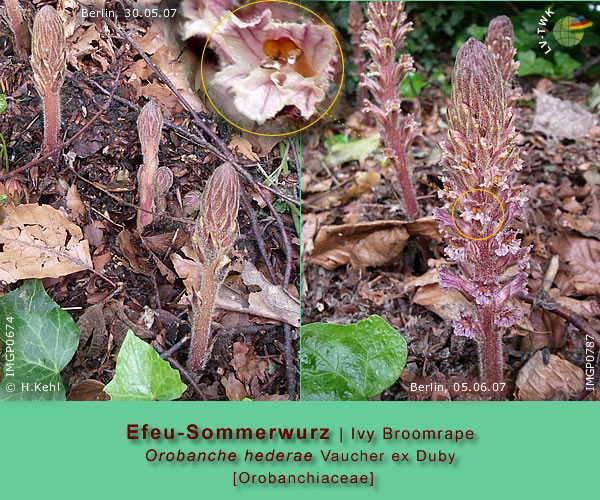 Orobanche hederae Vaucher ex Duby (Efeu-Sommerwurz / Ivy Broomrape)